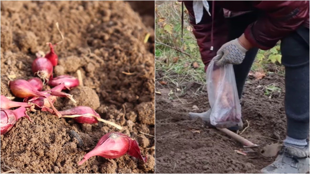 Городники розповіли, що ще можна посадити у листопаді, окрім часнику
