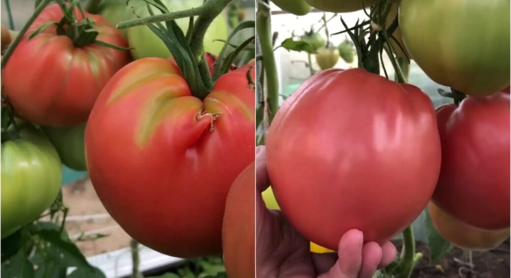 Тільки ці 5 сортів томатів залишилися на городі на ПМП – саджаю кожен рік і ні про що не шкодую 