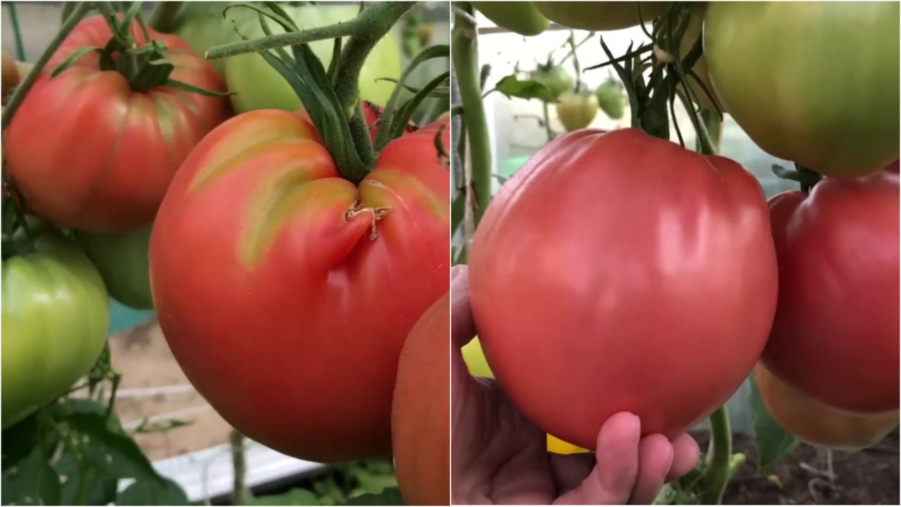 Городники назвали сорти помідорів, які вже багато років у списку чемпіонів