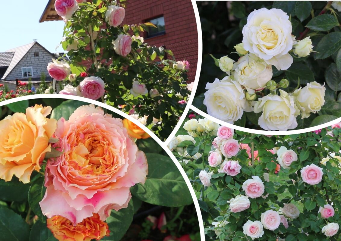 Садівник розповів, як зекономити на саджанцях троянди