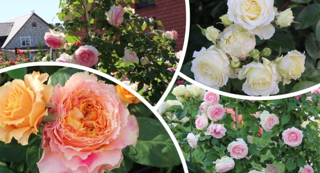 Розмножую троянди лише зимовими живцями — тепер заощаджую 1000 грн на саджанцях 