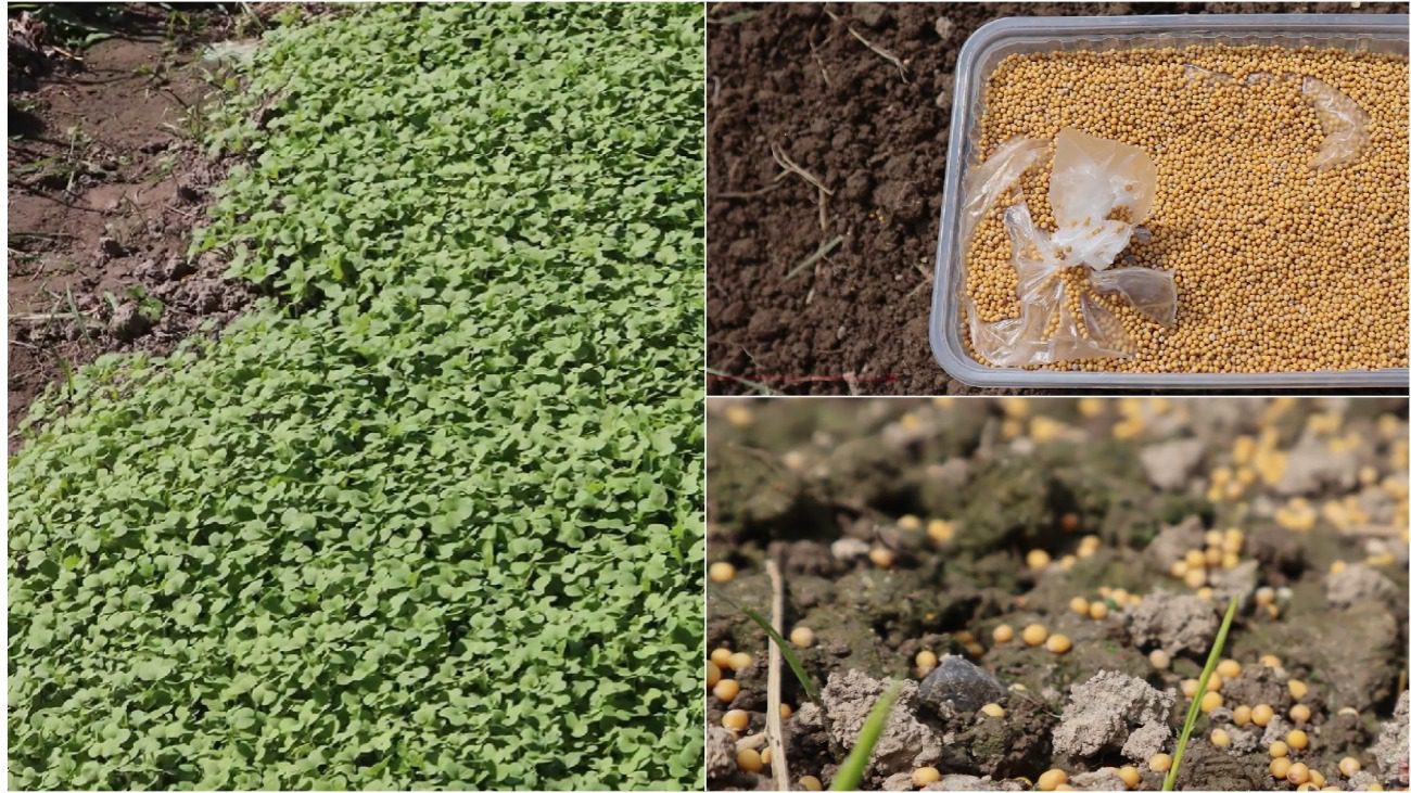 Городники назвали найкращий сидерат для будь-яких культур