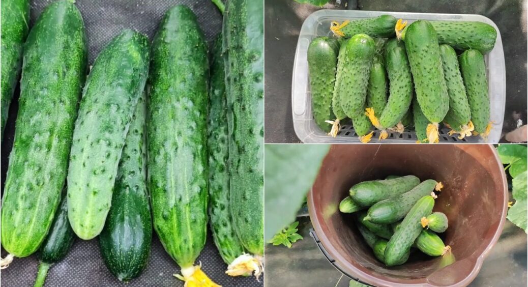 Огірки на Волині збирають мішками до зими: мульчування грядок соломою – 100% на це впливає 