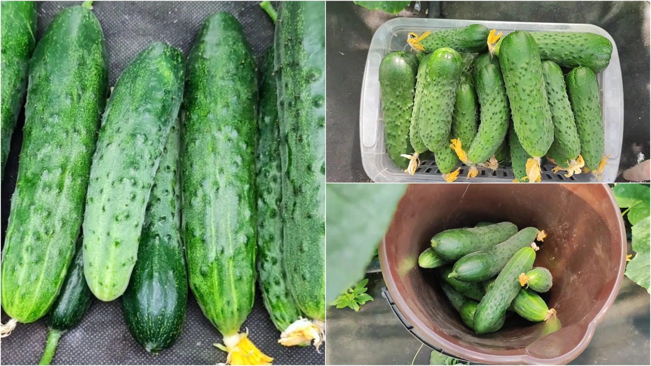 Городники розповіли, яка мульча найбільше підходить огіркам