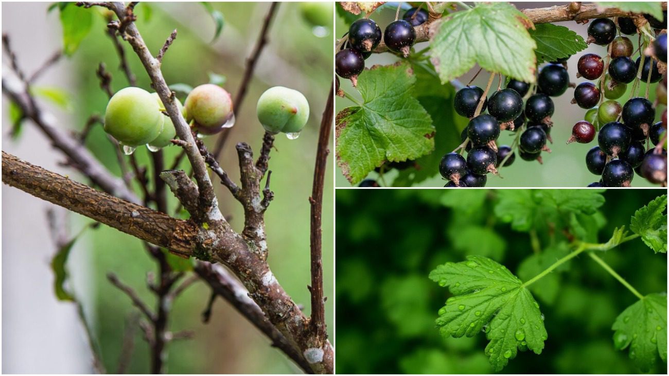 Добриво, яке потрібно обов'язково внести під усі кущі та яблуні до 1 грудня