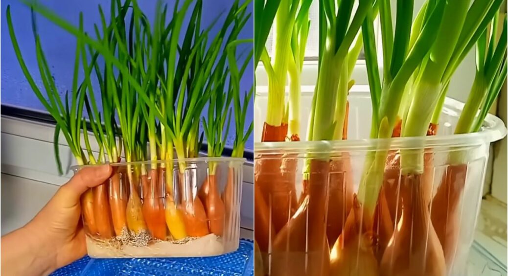 Без землі та без бруду! Зелена цибуля взимку за 20 днів на підвіконні – для салатів та супів 