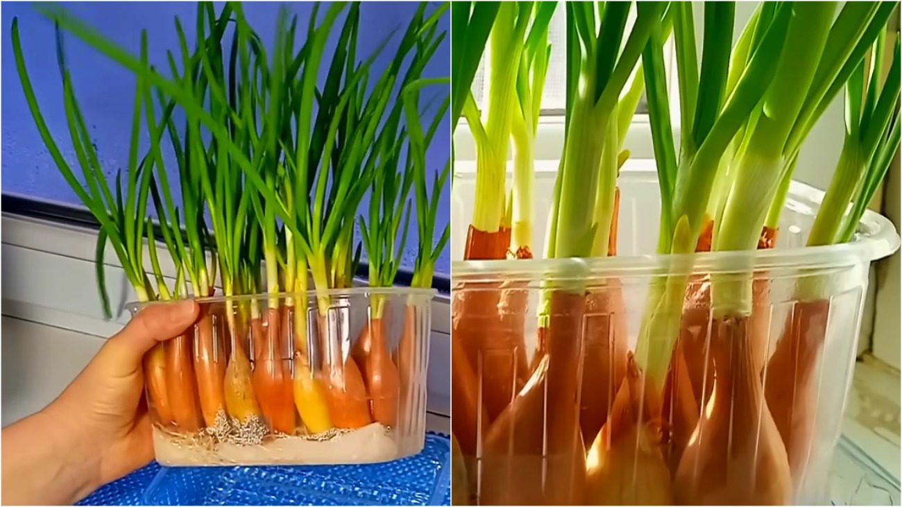 Як виростити зелену цибулю на підвіконні за 20 днів: без землі та бруду