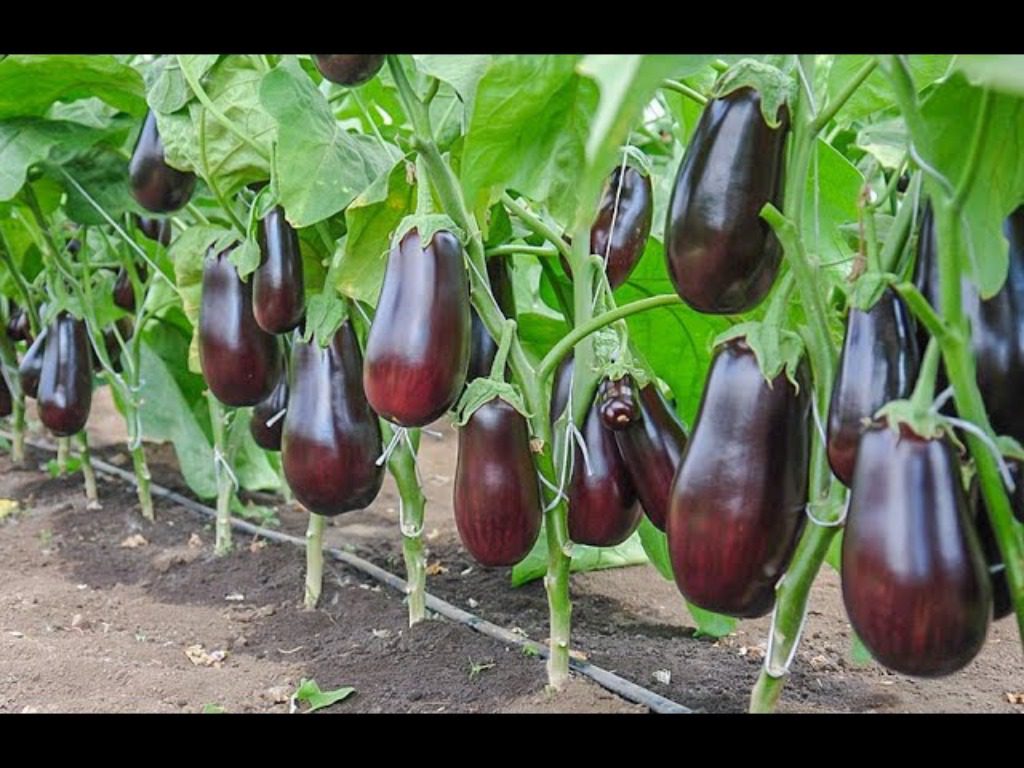 Найврожайніші сорти баклажанів для вирощування в Україні