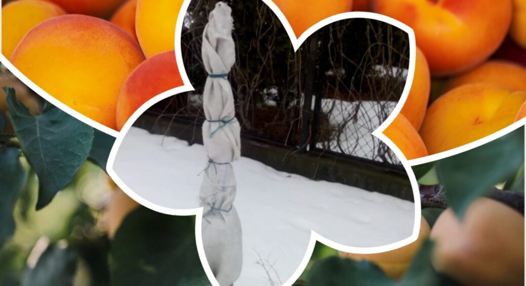 Для абрикоса працює тільки 1 прийом осіннього укриття – 0% ризику 