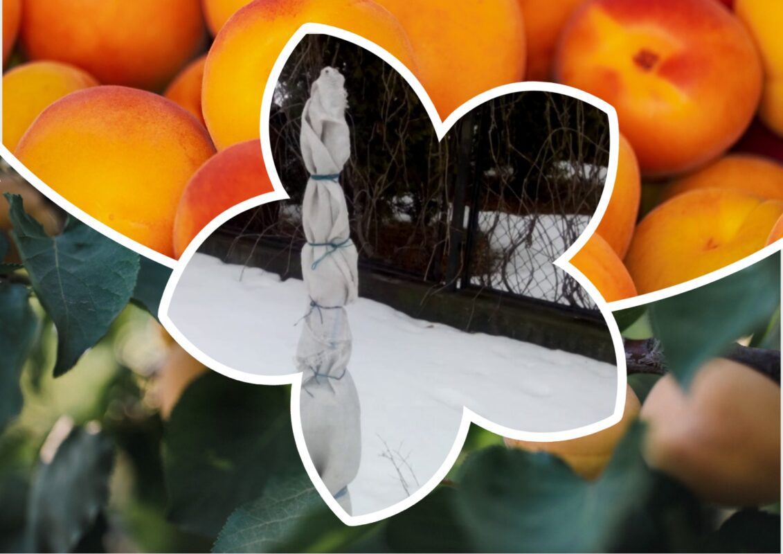 Як захистити абрикос від морозів взимку