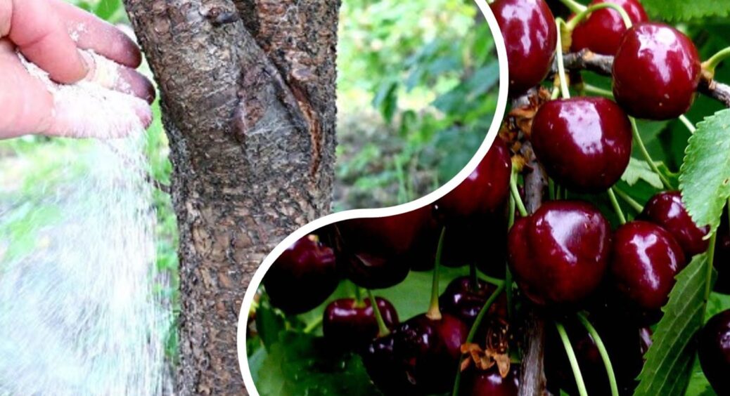Через 8-10 місяців гілки черешні гнуться від кількості ягід: 5 кроків до врожаю вашої мрії 