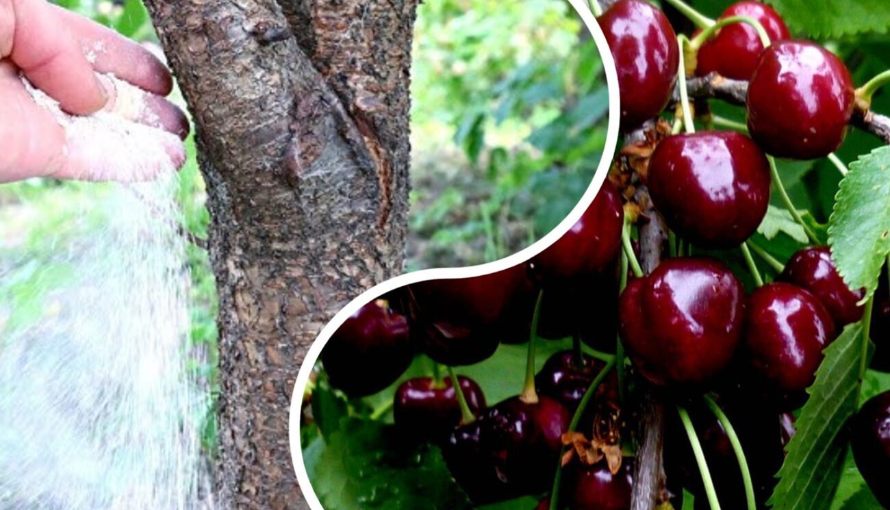 Садівники розповіли, як отримати рекордний урожай черешні