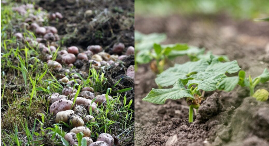 Як зібрати 500 кг картоплі з однієї сотки: 3 обов’язкові процедури за 30 днів до посадки 