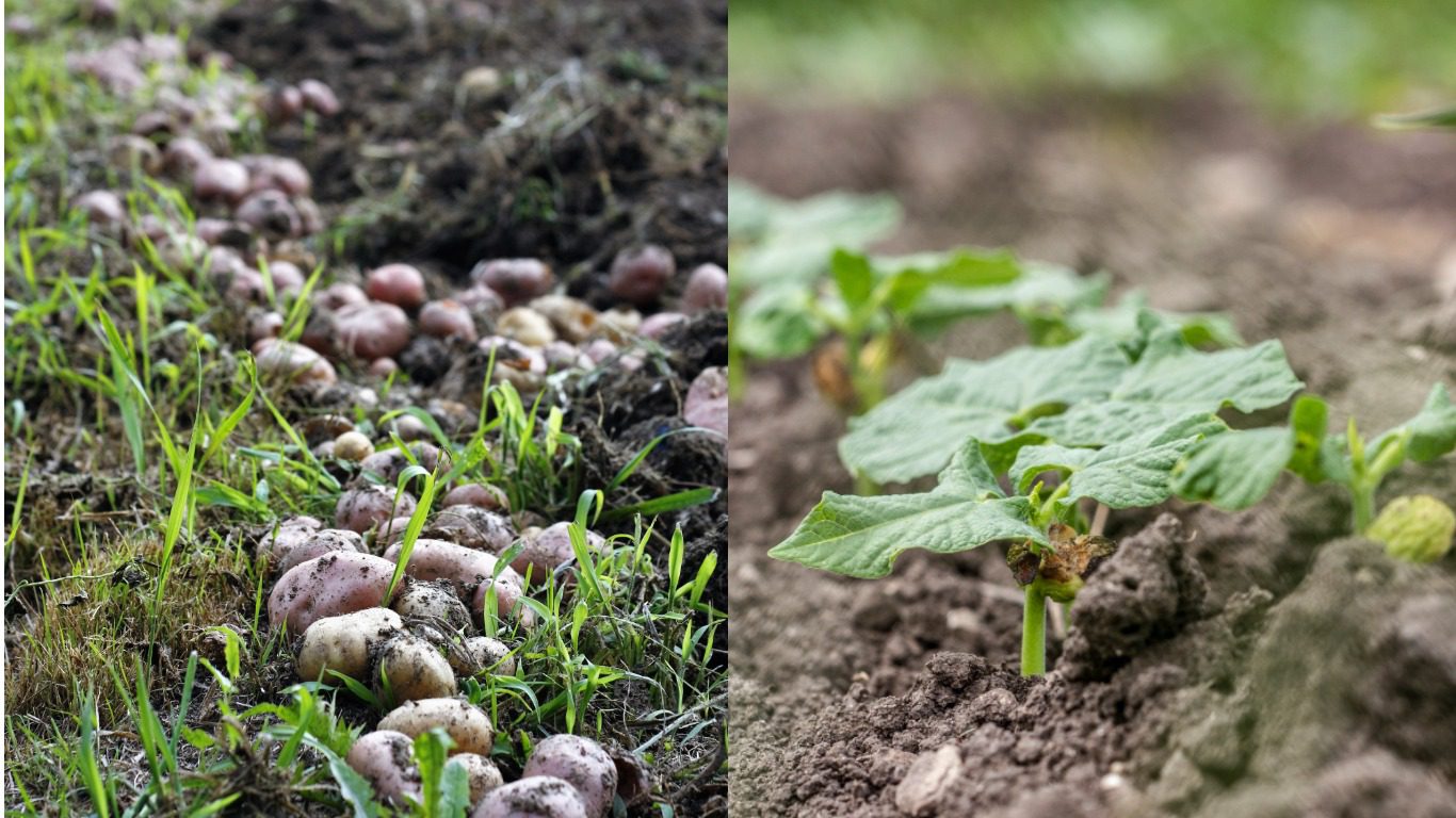 Експерти розповіли, як відновити родючість грядки під картоплю