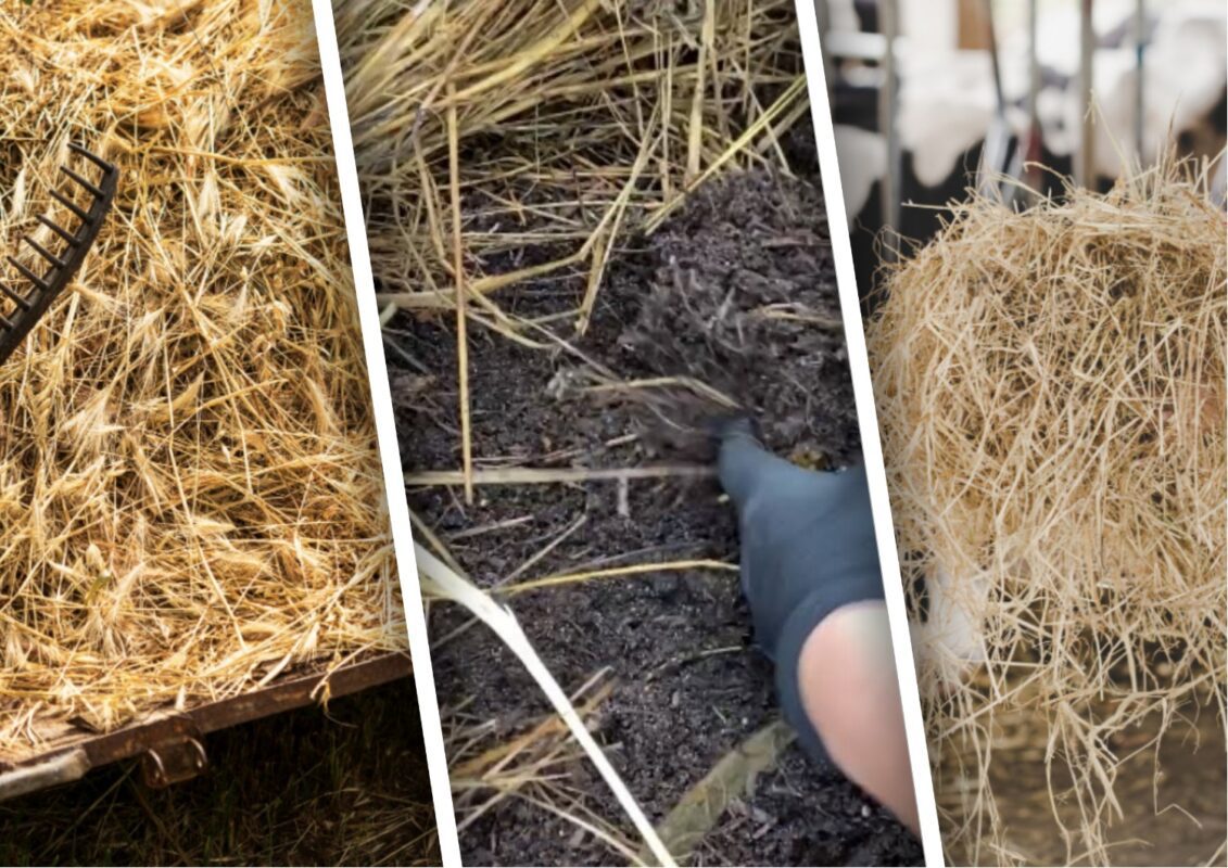 Городники Закарпаття розповіли, чим замінити сидерати та перегній на городі восени