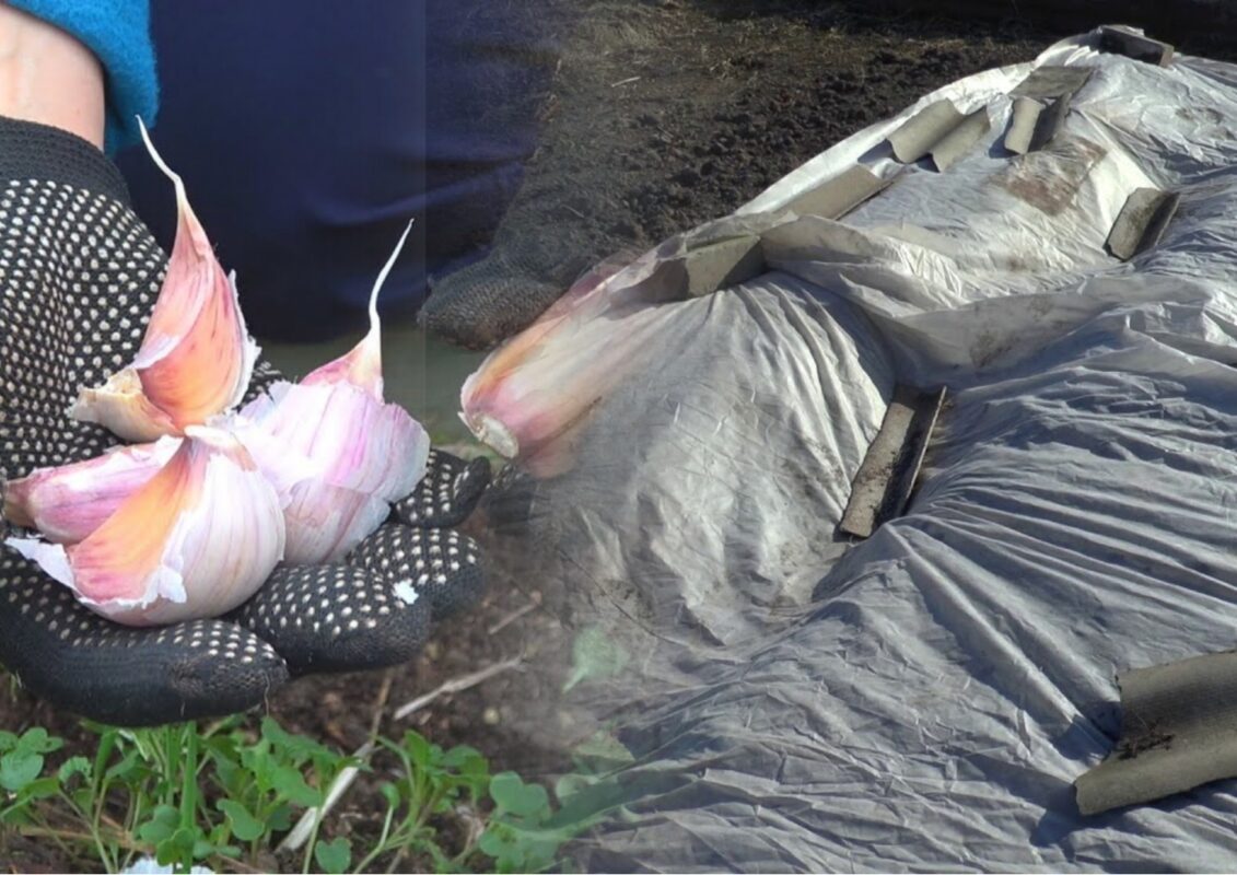 Як та чим вкрити озимий часник на зиму