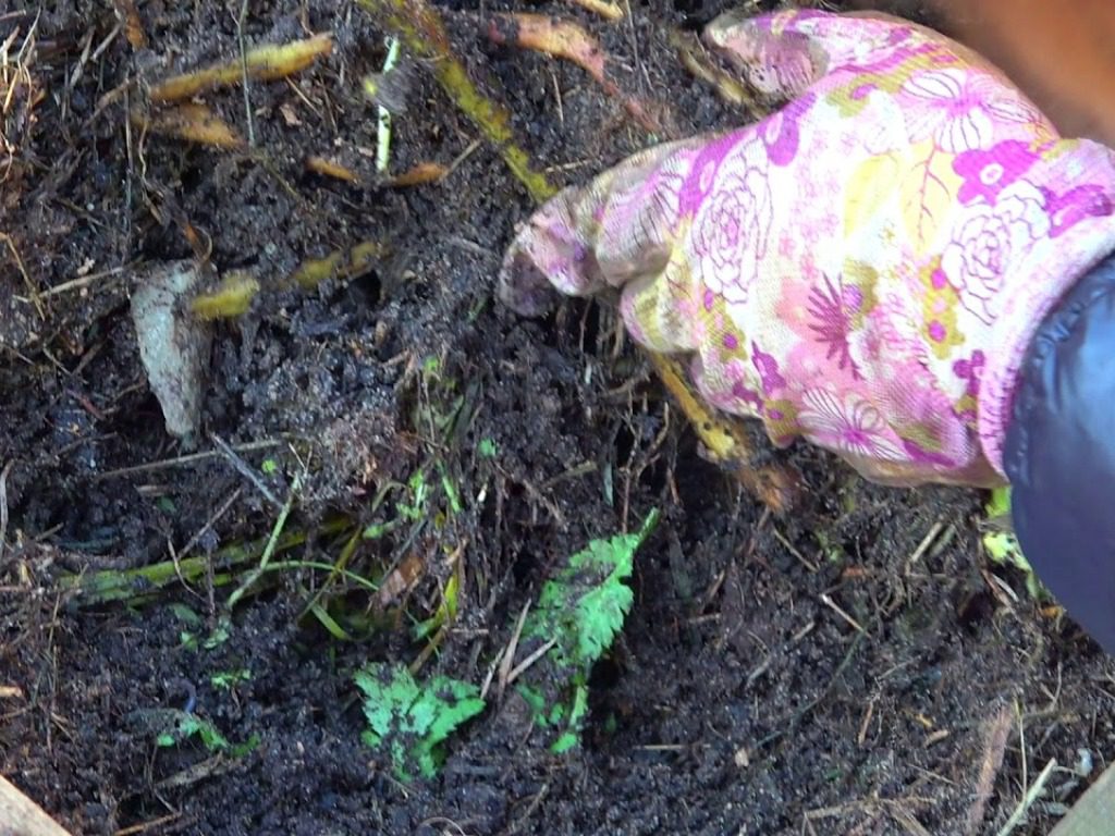 Експерти назвали добриво, яке краще за деревну золу