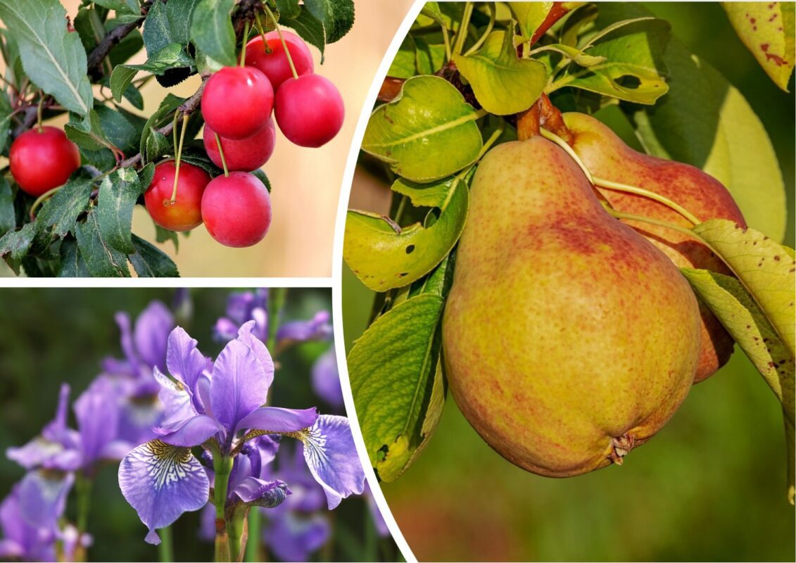 Які дерева та рослини обрізають лише восени