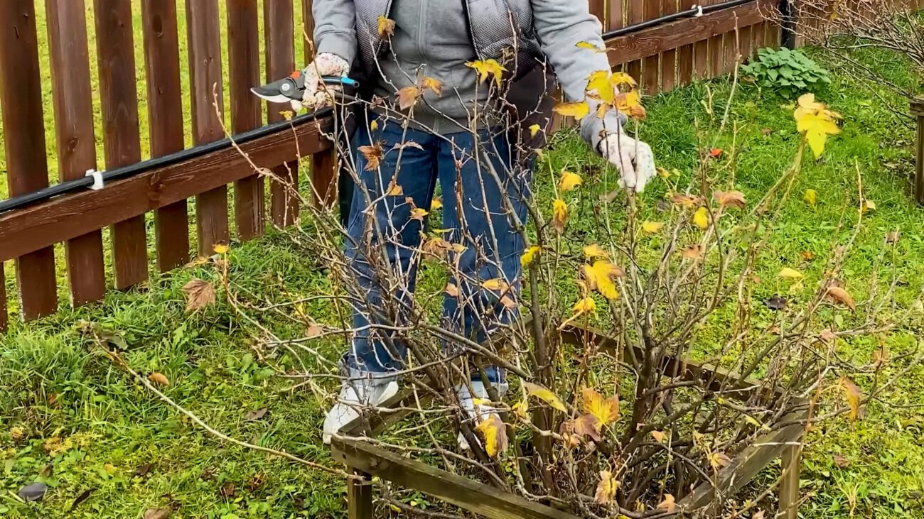 Садівники поділилися схемою обрізки смородини, як подвоює врожайність