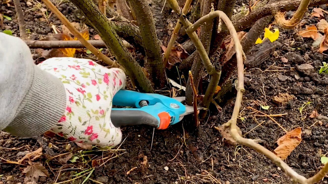 Садівники показали, як правильно обрізати смородину, щоб вона не загущувалася та гарно родила