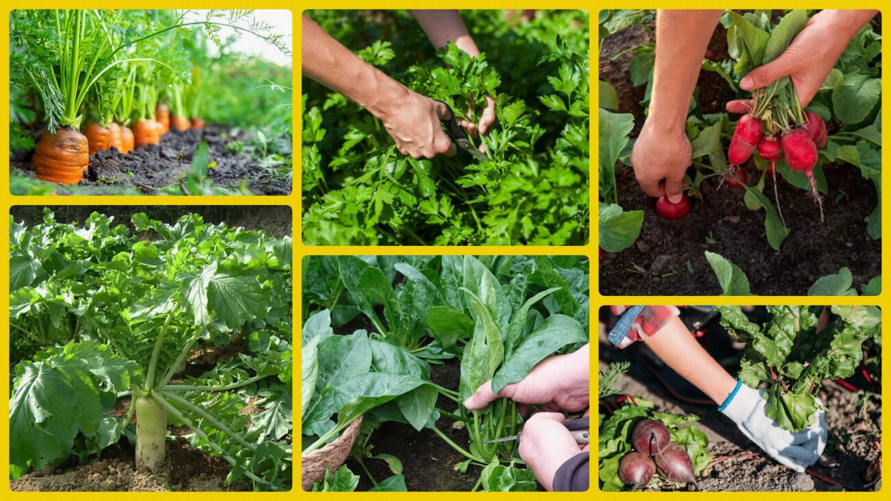 Городники порадили 11 культур для висівання перед заморозками