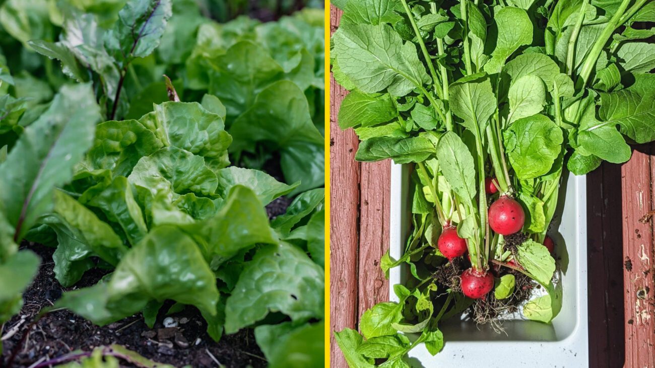 Городники порадили 11 культур для висівання перед заморозками