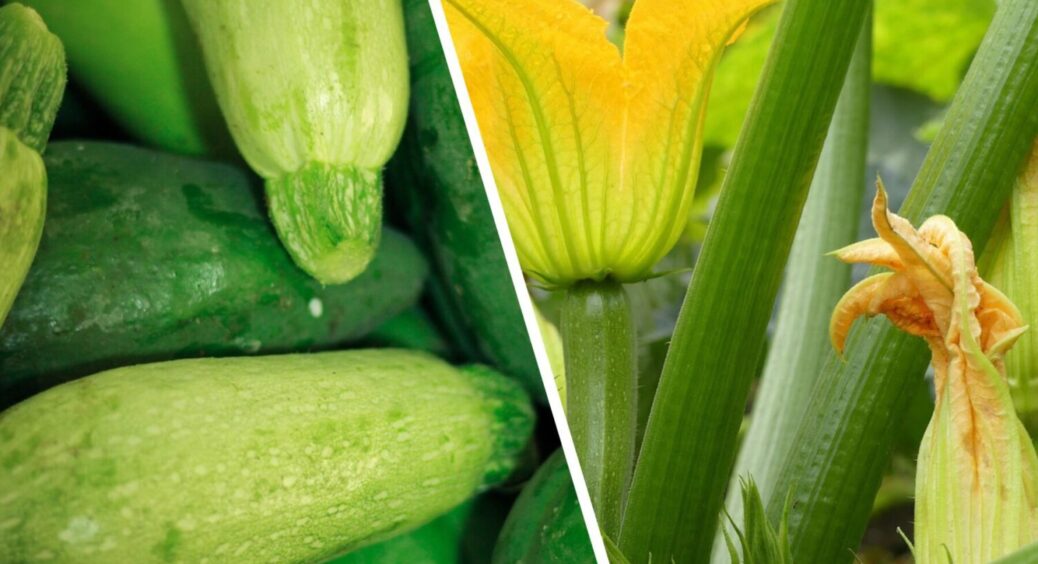 З 50 обрала 2 найкращих: сорти кабачків на 2026 рік — добре ростуть і в холод, і в спеку 