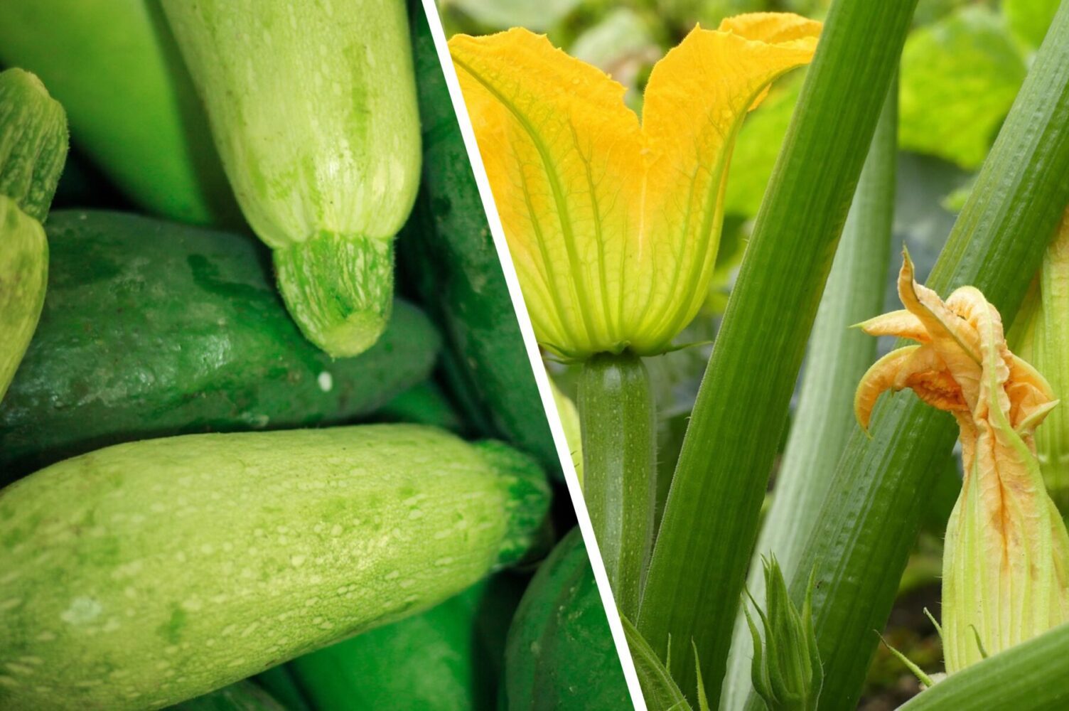 Агрономи назвали високоврожайні сорти кабачків для вирощування