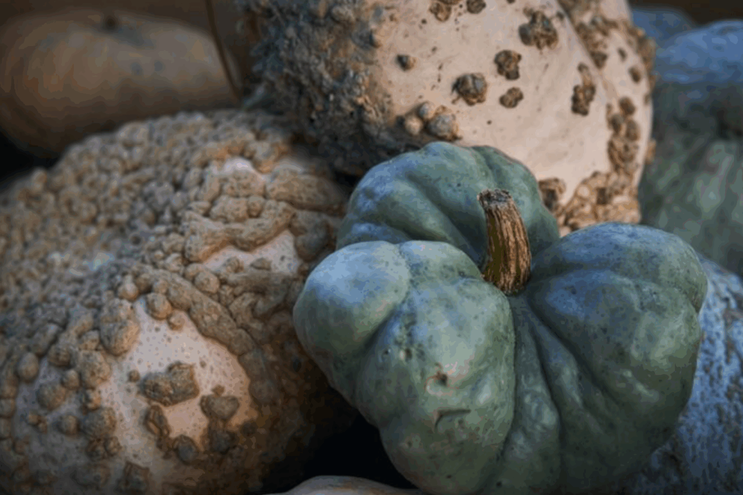 Агрономи розсекретили екзотичний сорт гарбуза, який має сині плоди Агрономи розсекретили екзотичний сорт гарбуза, який має сині плоди