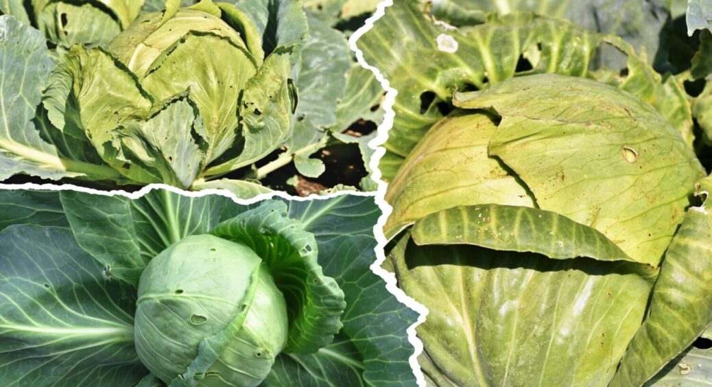 Не садіть ці 4 сорти в Україні: яку капусту не рекомендують вирощувати агрономи 
