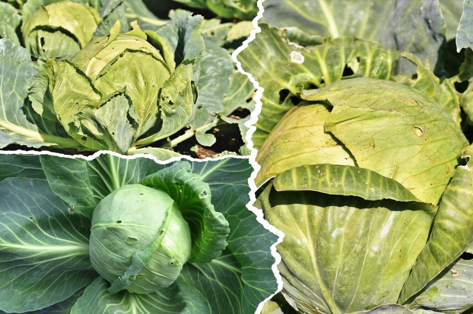 Агрономи розповіли, які сорти капусти краще не вирощувати в Україні