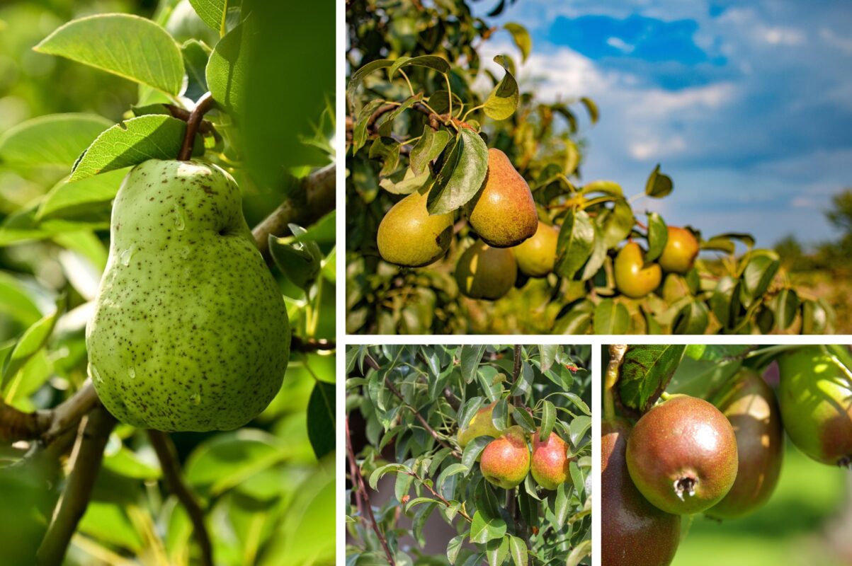 Садівники розповіли, як підготувати грушу до зими 2025-2026