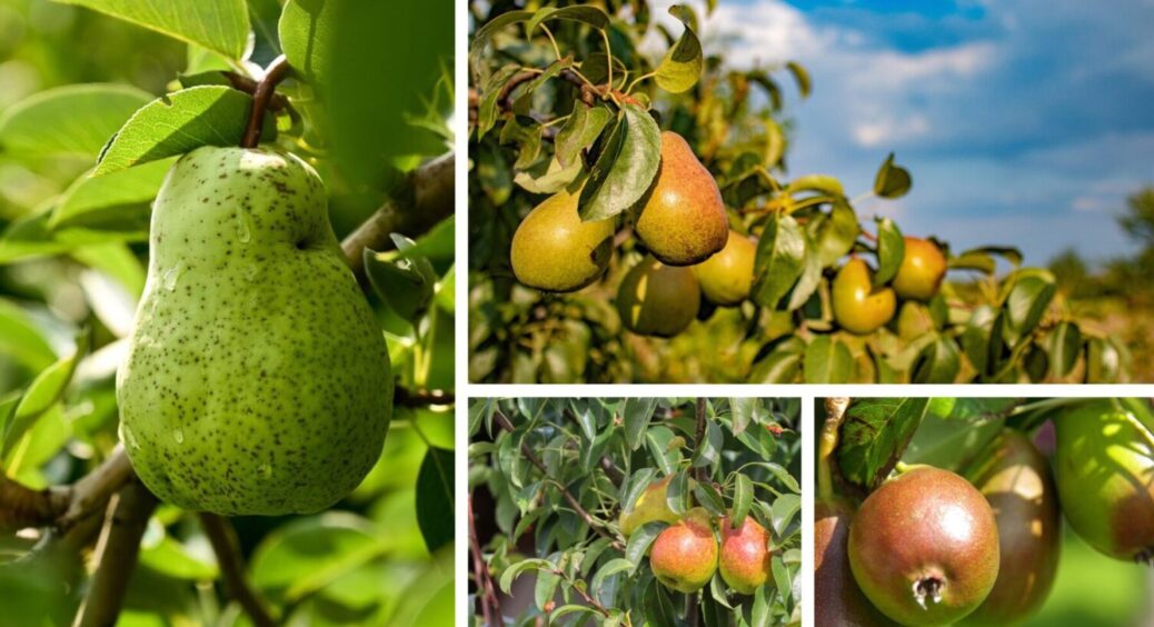 На 50% більше врожаю гарантовано! Що зробити з грушею в листопаді 2025 – 5 дій 