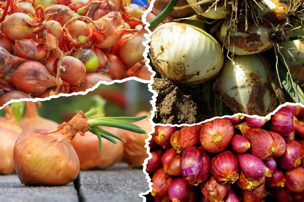 Господиня розповіла, коли садити цибулю в листопаді 2025