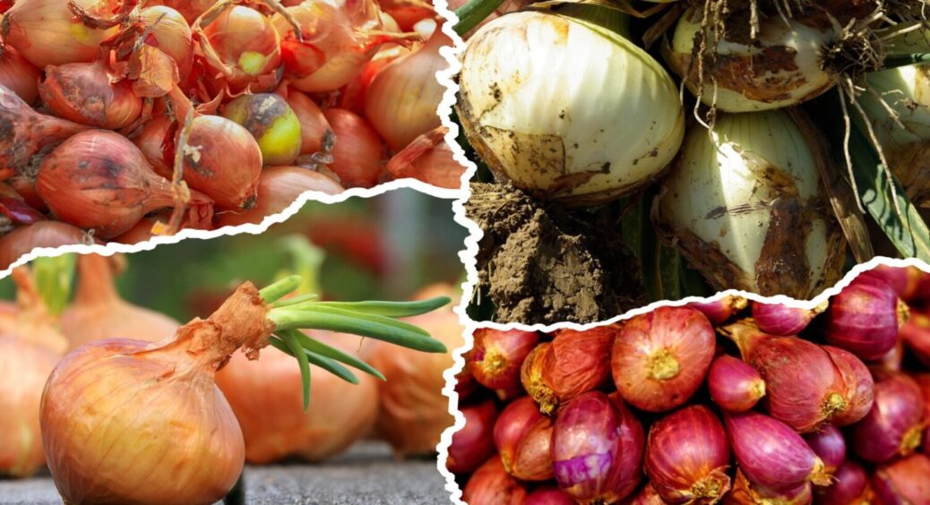 До або після Іоанна Золотоустого? Коли садити цибулю в листопаді – вродить “дай Боже” 