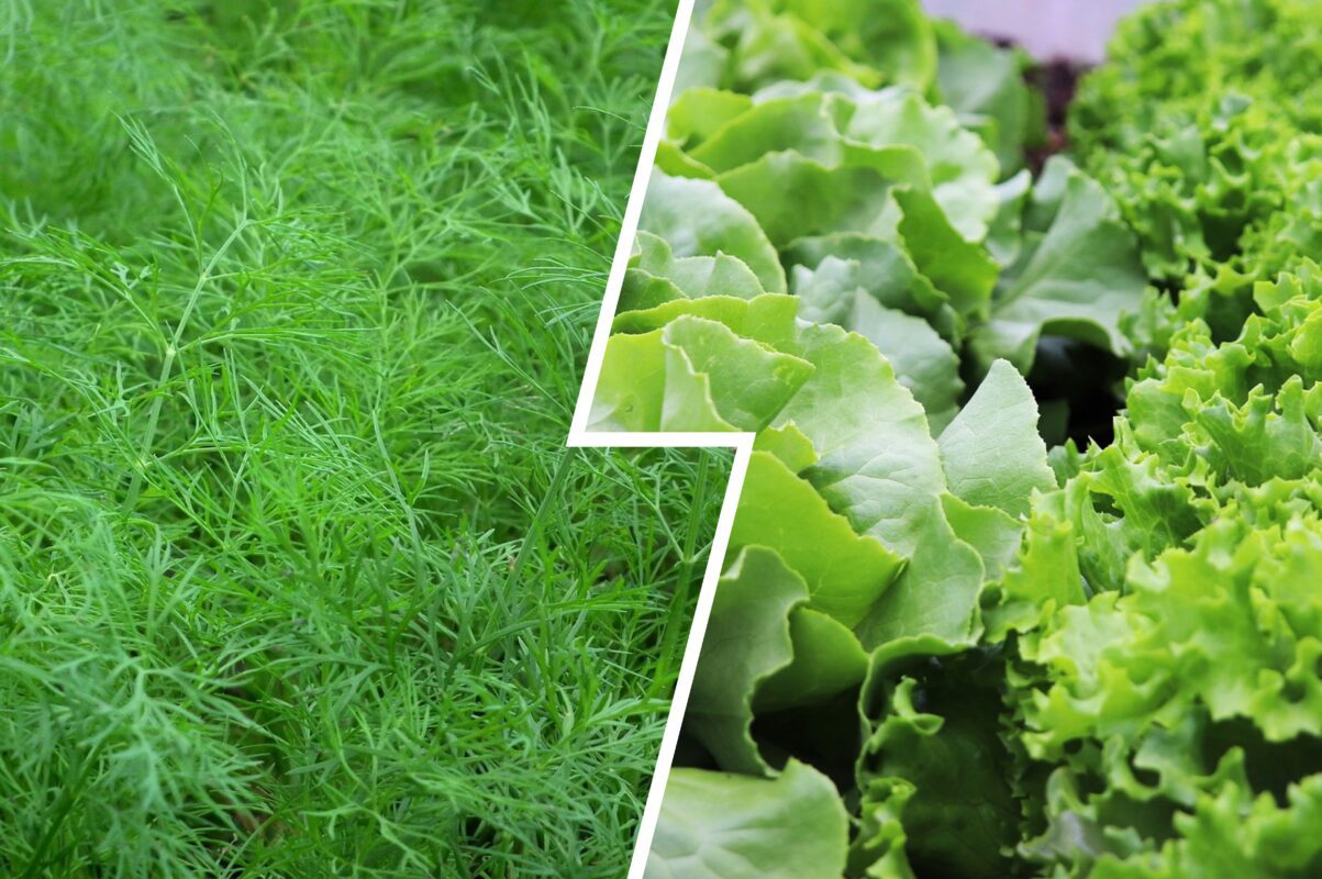 Городники розповіли, як отримати врожай різних видів зелені, вирощуючи їх вдома