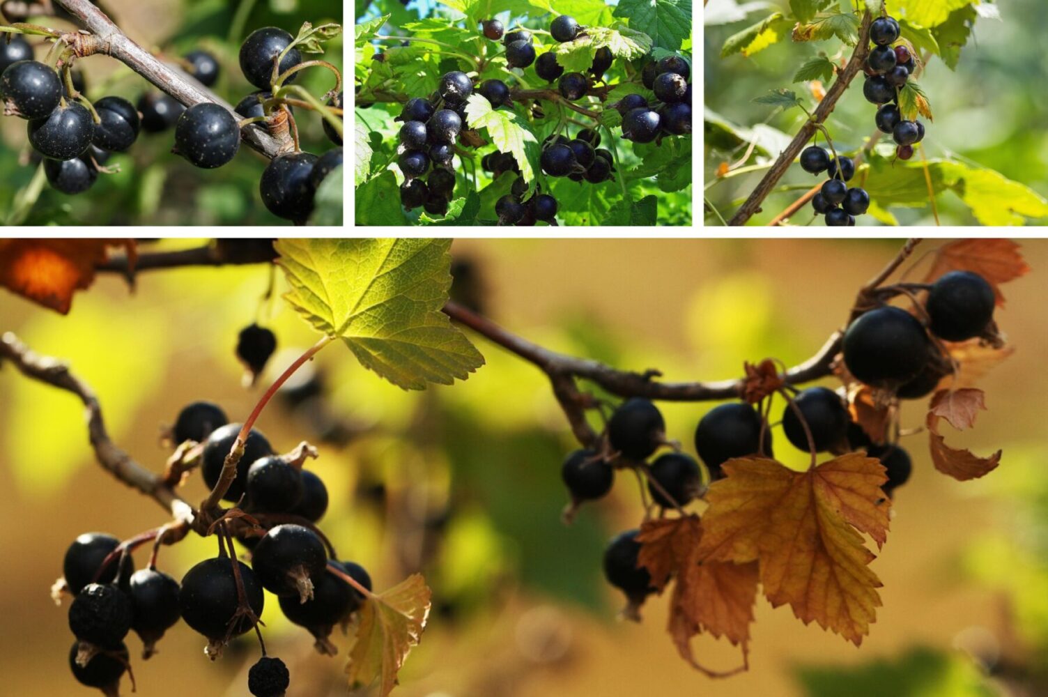 Садівники розсекретили найкраще осіннє добриво для смородини