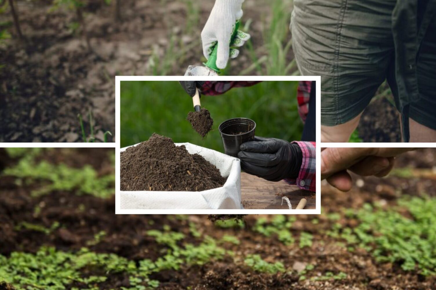 Дачники розсекретили найкраще добриво для рослин, яке варто підготувати взимку