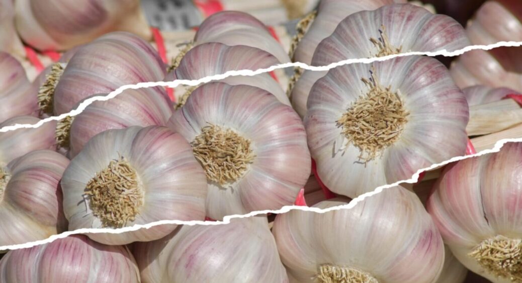 Замочіть зубчики в цьому розчині – й озимий часник 2026 виросте розміром із кулак 