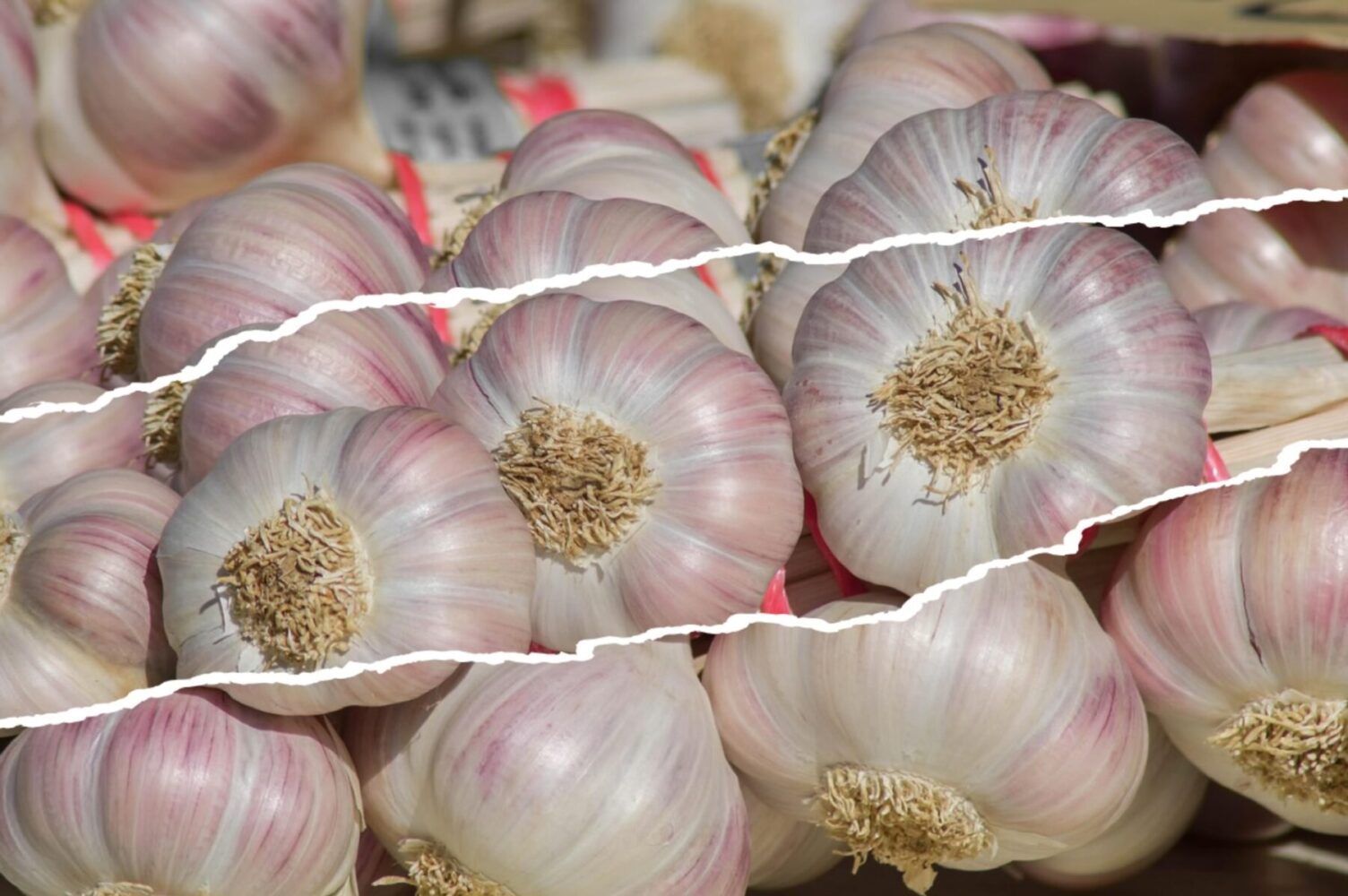 Експерт розповів, як виростити крупний озимий часник 