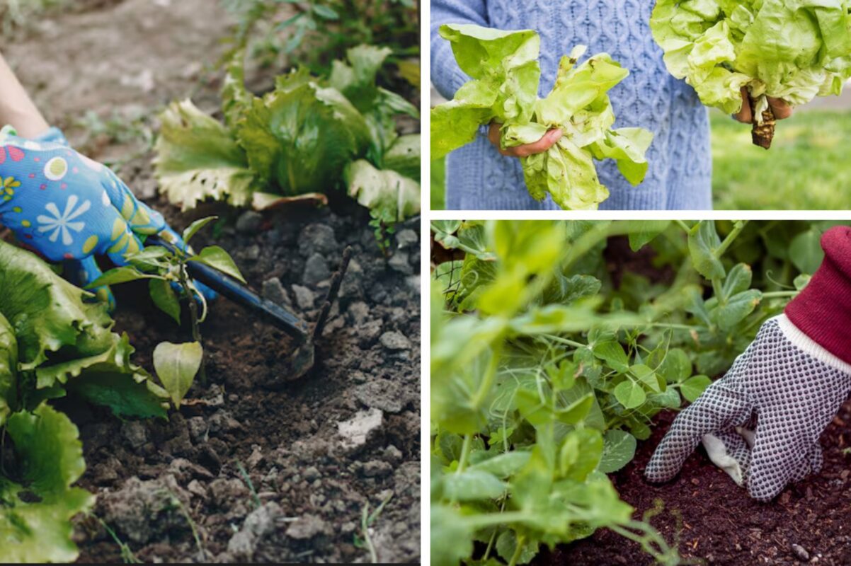 Городники розсекретили результати посівного сезону озимих культур