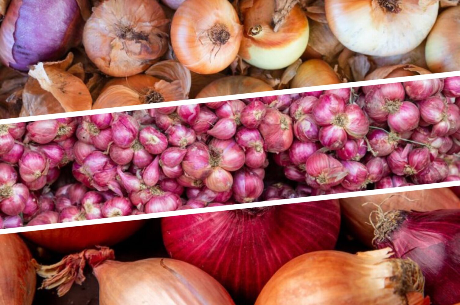 Господиня розповіла, як зберегти цибулю до літа 