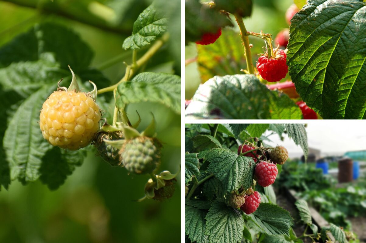 Садівники розповіли, як захистити малину від морозів – одна важлива дія