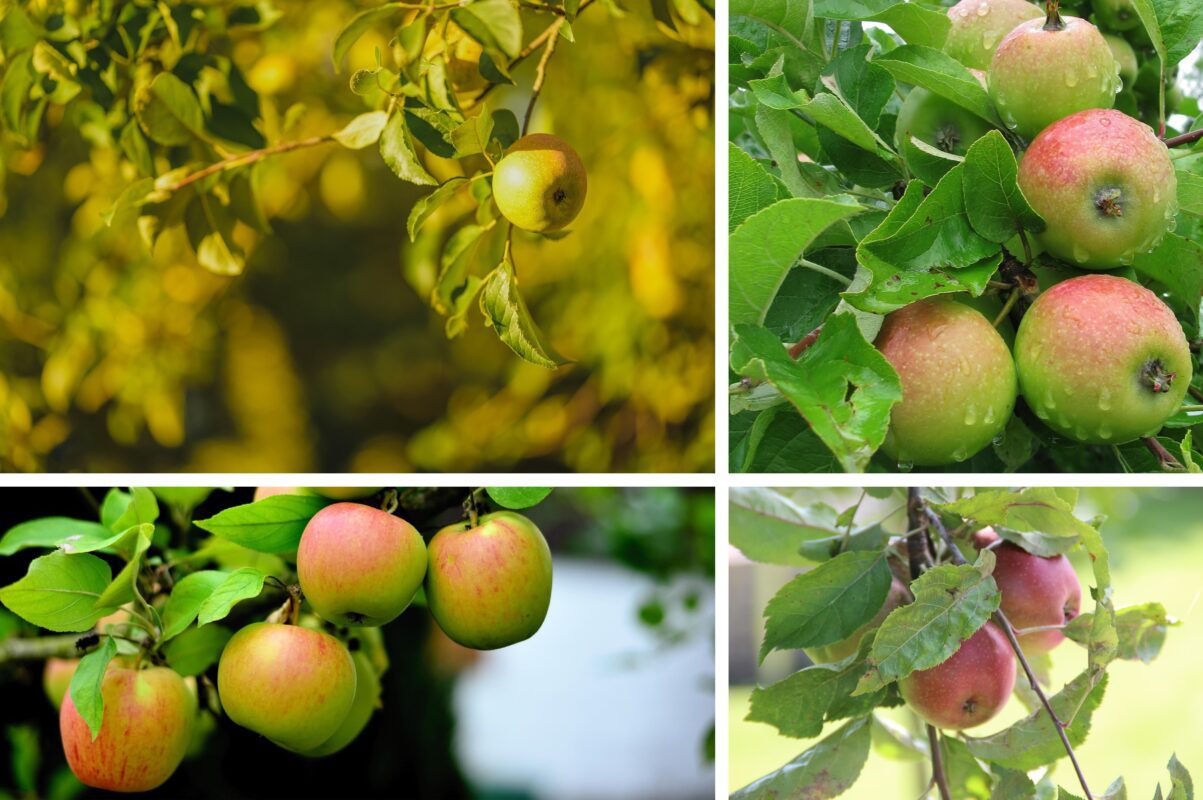 Садівники розповіли, які помилки дачників негативно впливають на розвиток яблуні