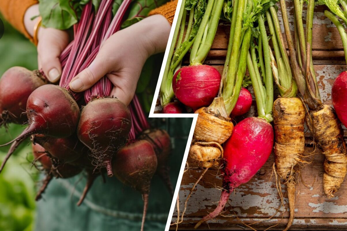 Експерт розповів, як підвищити урожайність буряка