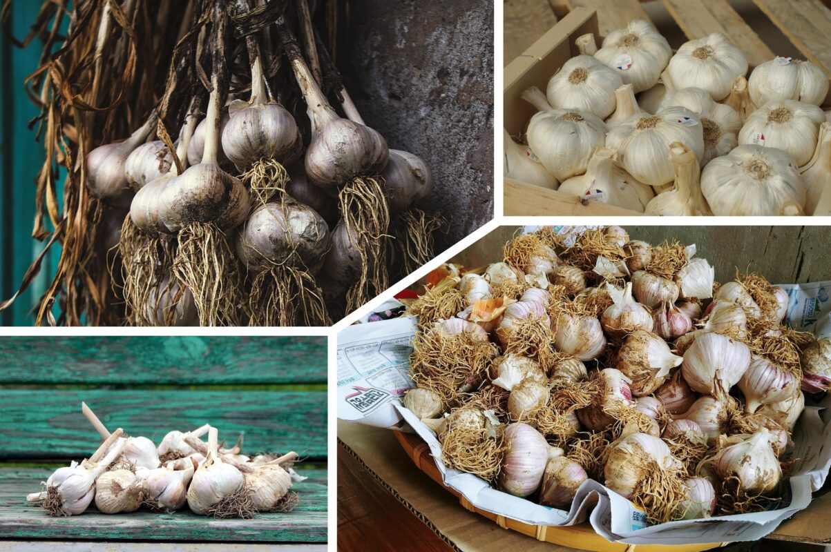 Городники розповіли, в яких місцях краще не висаджувати озимий часник у 2025-му