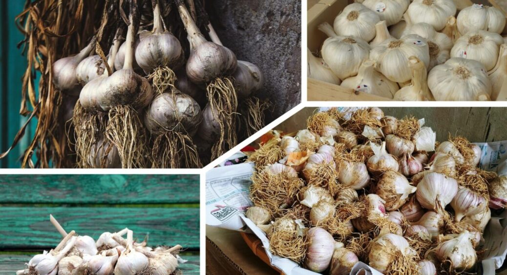 4 місця, в яких часник краще не висаджувати – врожай отримаєте мізерний і несмачний 
