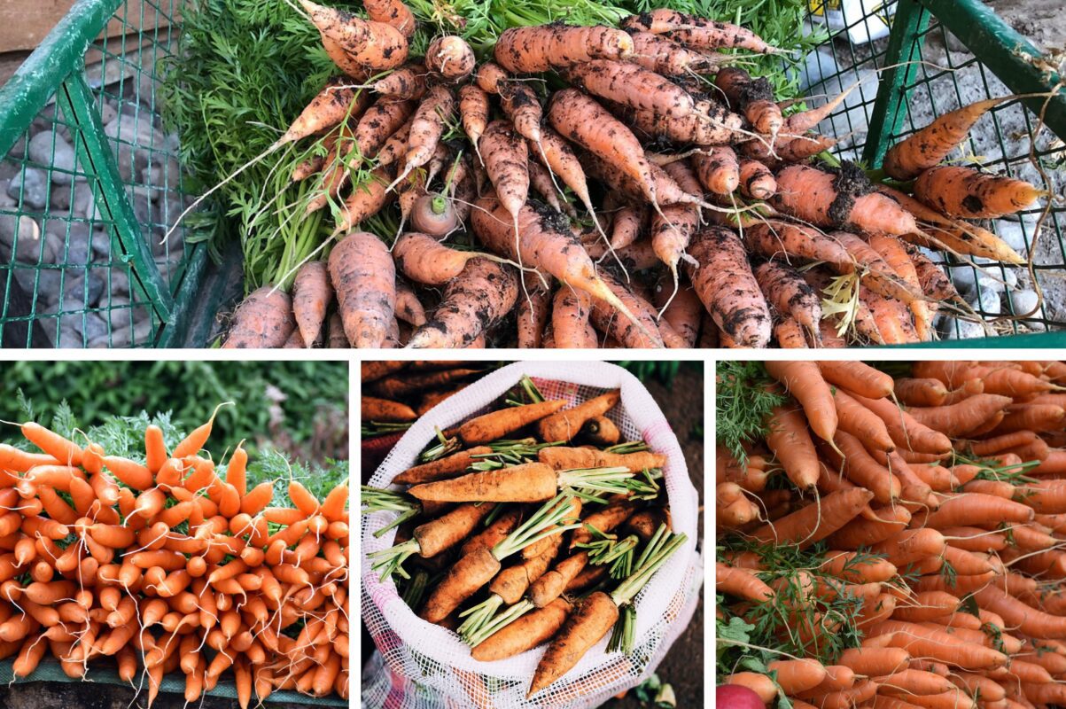 Дачники розповіли, як зібрати великий і смачний врожай моркви у 2026-му