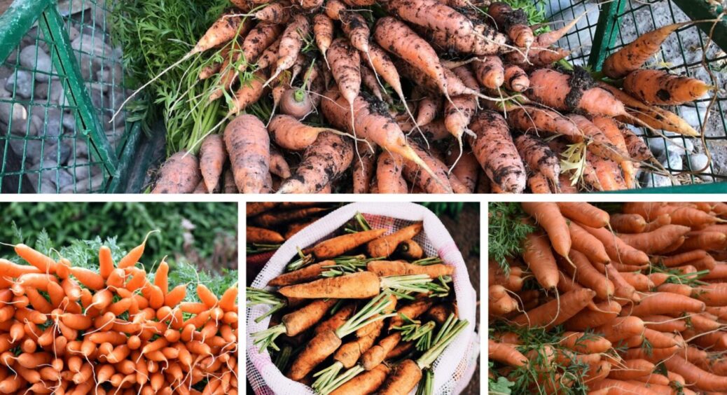 3 умови і 0 підживлень: ось як я щороку збираю рясний врожай моркви – посадка овочу в листопаді 