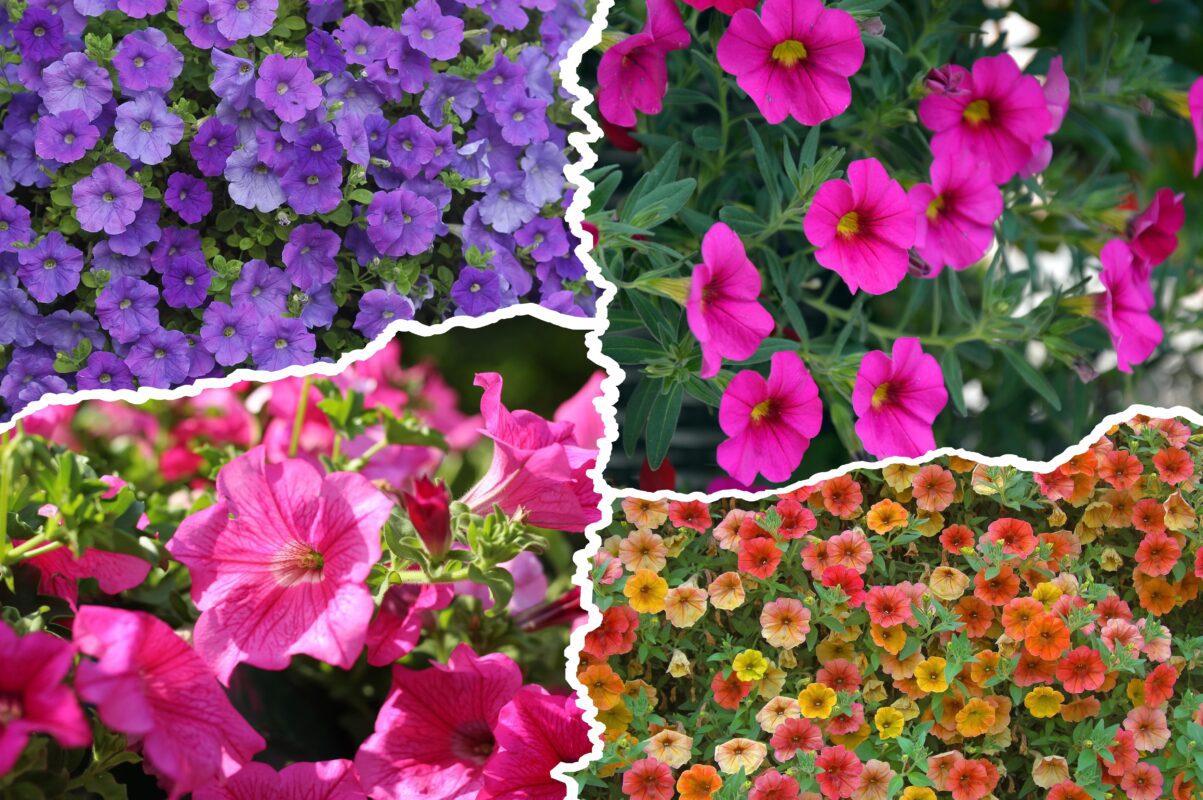 Квітникарі розповіли, чим підживити петунії під зиму 2025-2026